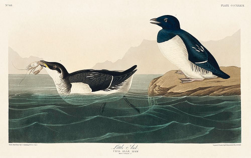 Little Auk Poster Print by John James Audubon # 53534