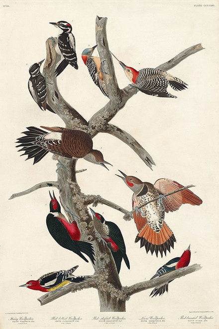 Hairy Woodpecker, Red-bellied Woodpecker, Red-shafted Woodpecker, Lewis Woodpecker and Red-breasted  Poster Print by John James Audubon # 53563