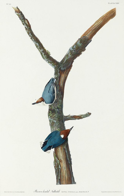Brown-headed Nuthatch Poster Print by John James Audubon # 53697