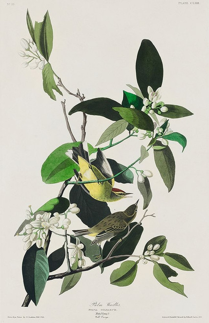 Palm Warbler Poster Print by John James Audubon # 53382