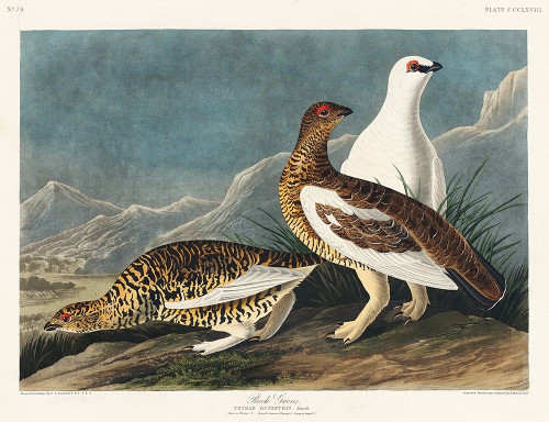 Rock Grous Poster Print by John James Audubon # 53426
