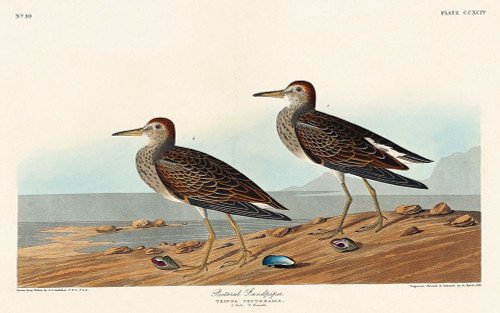 Pectoral Sandpiper Poster Print by John James Audubon # 53541