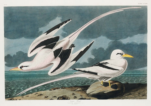 Tropic Bird Poster Print by John James Audubon # 53387