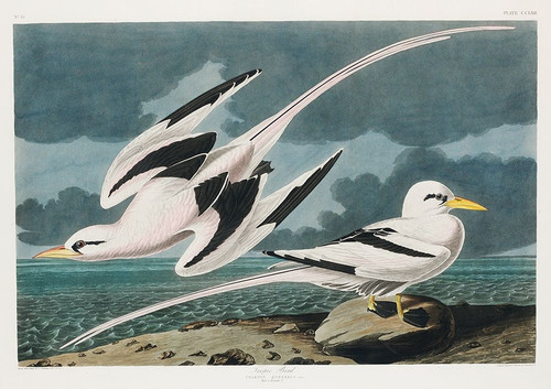 Tropic Bird Poster Print by John James Audubon # 53387