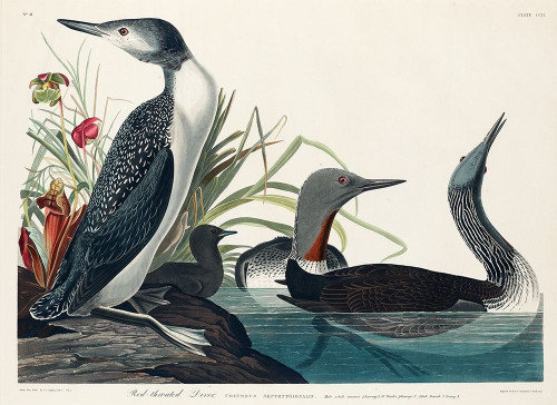 Red-Throated Diver Poster Print by John James Audubon # 53391