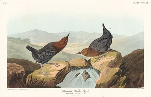American Water Ouzel Poster Print by John James Audubon # 53582