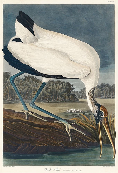 Wood Ibis Poster Print by John James Audubon # 53429