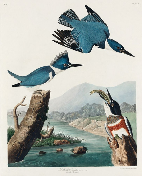 Belted Kingfisher Poster Print by John James Audubon # 53578