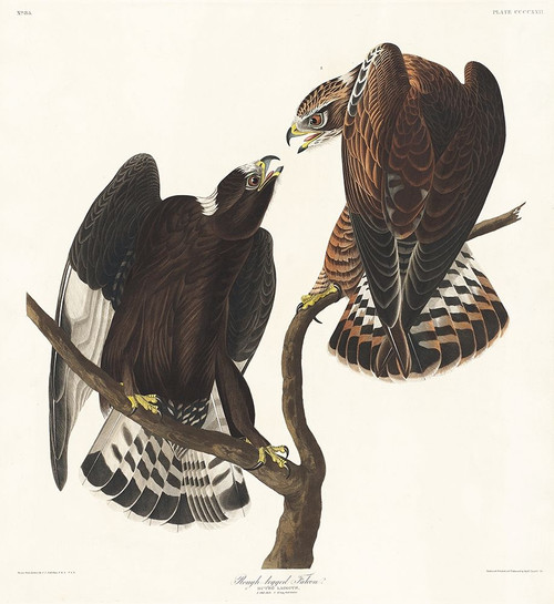 Rough-legged Falcon Poster Print by John James Audubon # 53422