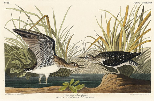 Solitary Sandpiper Poster Print by John James Audubon # 53395