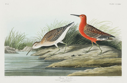 Pigmy curlew Poster Print by John James Audubon # 53400