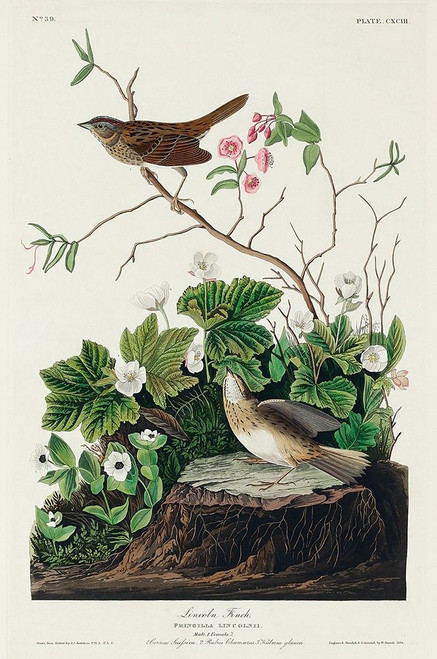 Lincoln Finch Poster Print by John James Audubon # 53403