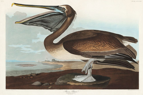 Brown Pelican Poster Print by John James Audubon # 53409
