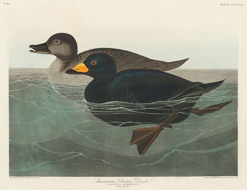 American Scoter Duck Poster Print by John James Audubon # 53406