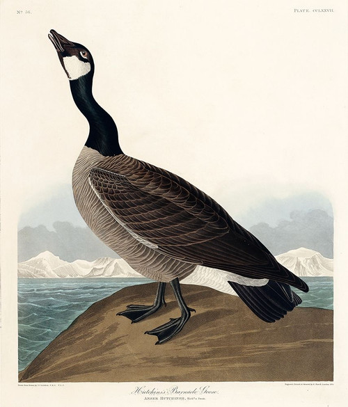 Hutchinss Barnacle Goose Poster Print by John James Audubon # 53407