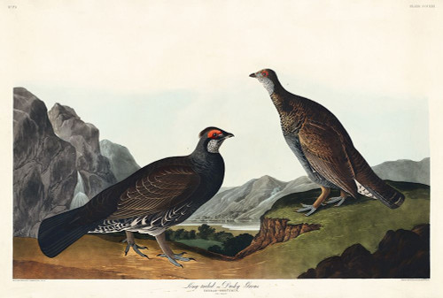 Long-tailed or Dusky Grous Poster Print by John James Audubon # 53411