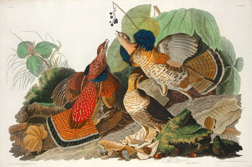 Ruffed Grouse Poster Print by John James Audubon # 53415