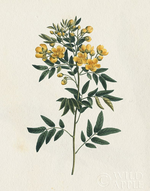 Victorian Garden Flowers I Poster Print by Wild Apple Portfolio Wild Apple Portfolio # 53193