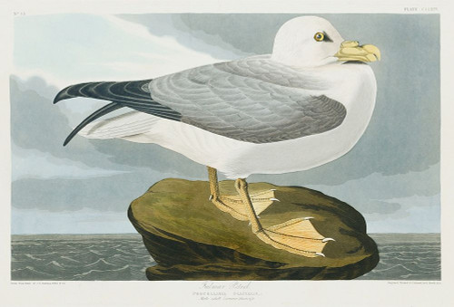 Fulmar Petrel Poster Print by John James Audubon # 53430