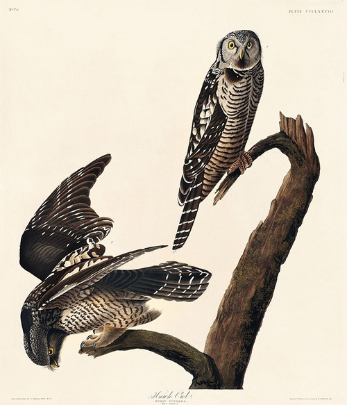 Hawk Owl Poster Print by John James Audubon # 53573