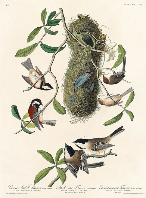 Chesnut-backed Titmouse, Black-capt Titmouse and Chesnut-crowned Titmouse Poster Print by John James Audubon # 53652