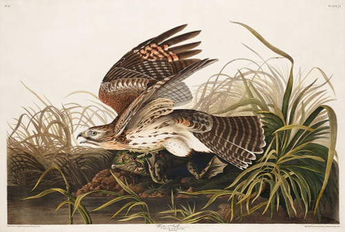 Winter Hawk Poster Print by John James Audubon # 53458
