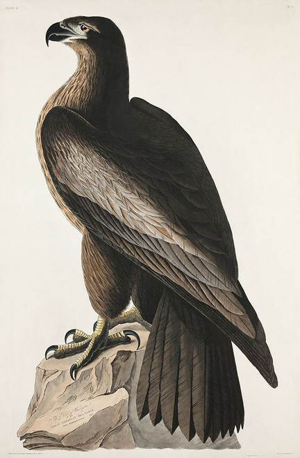 The Bird of Washington or Great American Sea Eagle Poster Print by John James Audubon # 53457