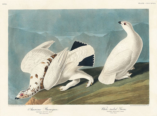 American Ptarmigan and White-tailed Grous Poster Print by John James Audubon # 53451