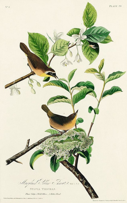 Yellow-breasted Warbler Poster Print by John James Audubon # 53654