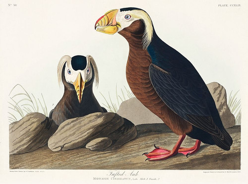 Tufted Auk Poster Print by John James Audubon # 53464