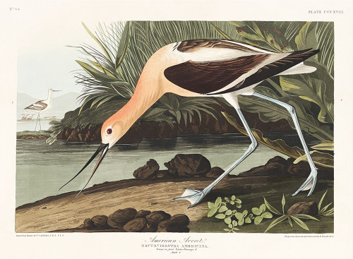 American Avocet Poster Print by John James Audubon # 53379
