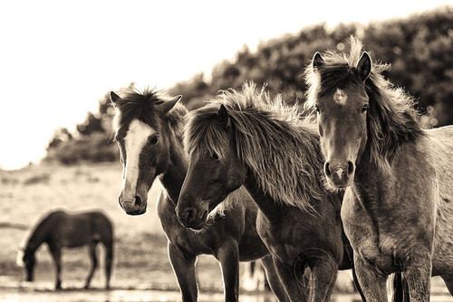 Horses Three Sepia Poster Print by Aledanda Aledanda # 53122