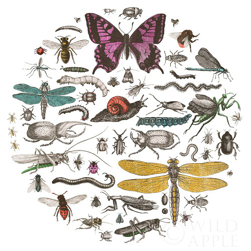 Insect Circle II Bright v2 Poster Print by Wild Apple Portfolio Wild Apple Portfolio # 52904