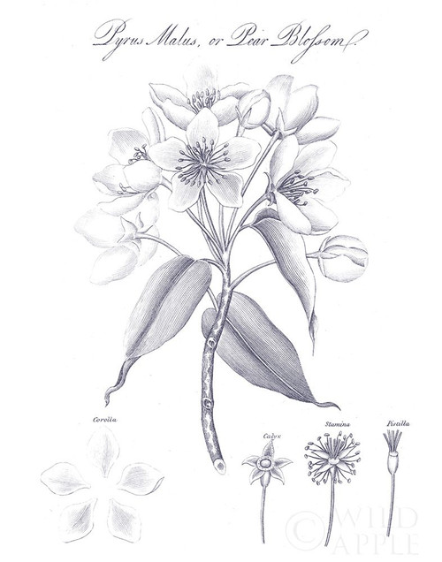 Elements of Botany VIII Blue Poster Print by Wild Apple Portfolio Wild Apple Portfolio # 52742