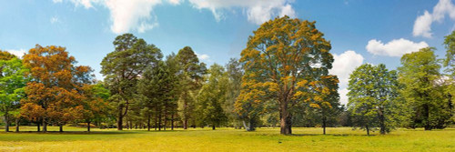 Trees in a Park Poster Print by  Pangea Images Pangea Images # 4AP5171