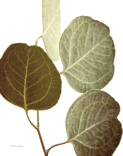 Eucalyptus Color on White Poster Print by Debra Van Swearingen # 49980
