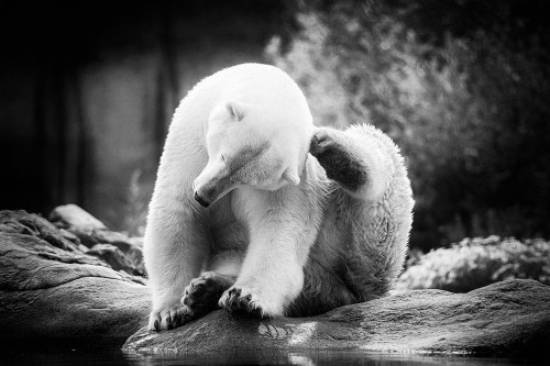 Scratching Poster Print by Lars Van de Goor # 43924