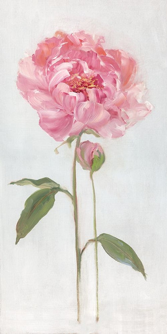 Peony I Poster Print by Sally Swatland # 43161