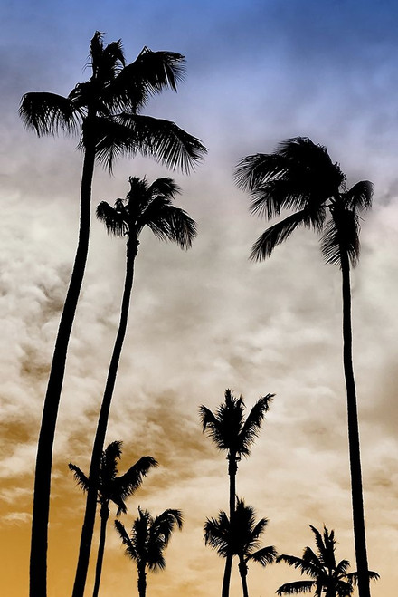 Evenings Edge I Poster Print by Natalie Carpentieri # 42298