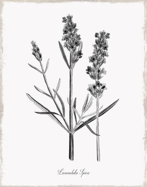Simply Lavender Poster Print by Kelly Donovan # 42037