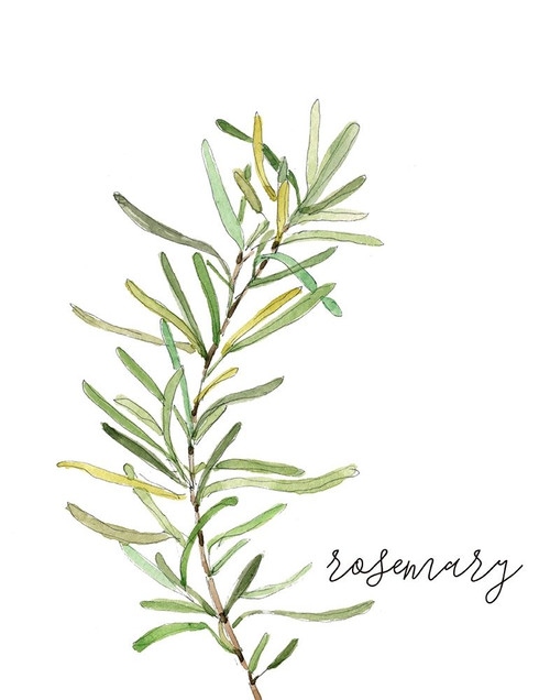 Fresh Sprig Rosemary Poster Print by Carol Robinson # 41831