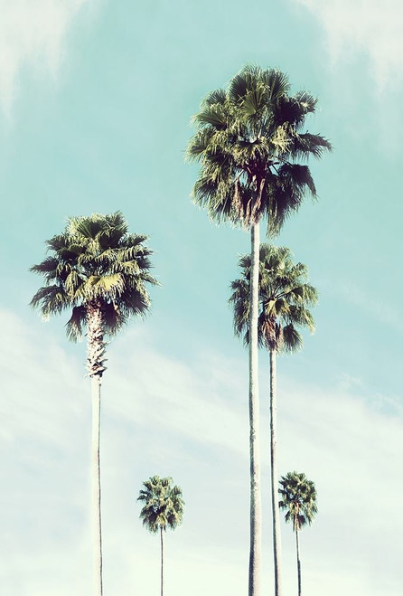 Vintage Palm Poster Print by Natalie Carpentieri # 40944