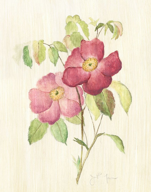 Dusty Rose II Poster Print by Tava Studios Tava Studios # 41761