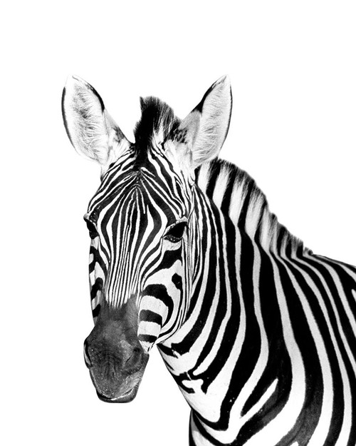 Safari Zebra Poster Print by Robin Westmoreland # 40731