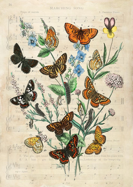 European Butterflies- After Kirby Poster Print by Stef Lamanche # 3SL5361
