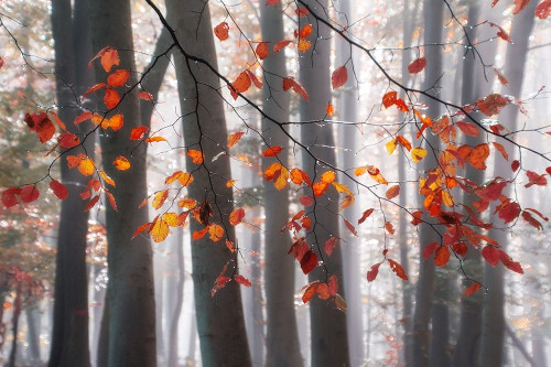 Falling Moments Poster Print by Irene Weisz # 41708