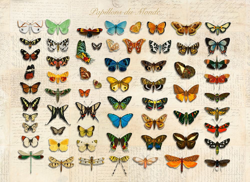 Papillons du Monde- After DOrbigny Poster Print by Stef Lamanche # 3SL5360