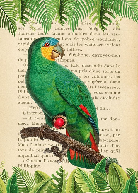 The Orange-Winged Amazon- After Levaillant Poster Print by Stef Lamanche # 3SL5354
