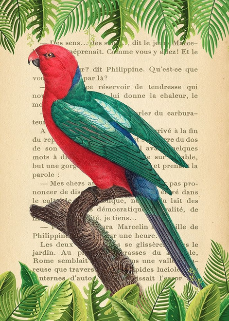 The Australian king parrot- After Levaillant Poster Print by Stef Lamanche # 3SL5351
