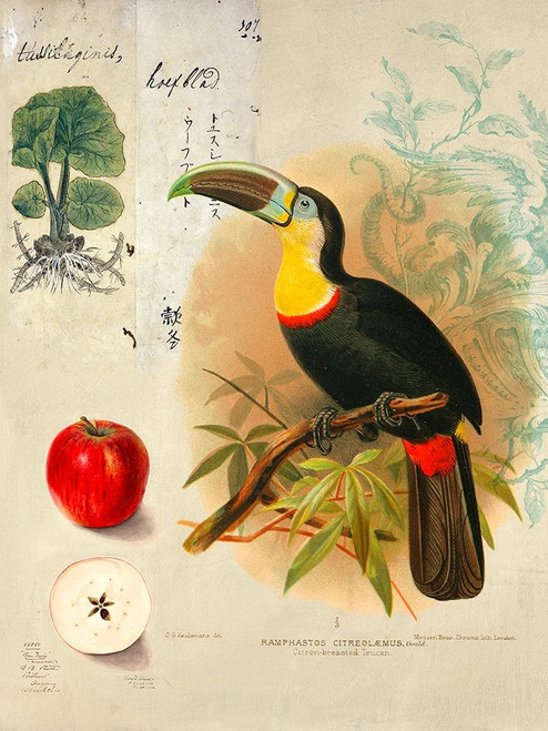 Cabinet of Curiosities n 4 Poster Print by Joannoo Joannoo  # 3JO5335